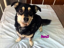 DARA2, Hund, Mischlingshund in Karnin - Bild 1