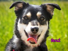DARA2, Hund, Mischlingshund in Karnin - Bild 10