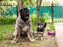 DARA2, Hund, Mischlingshund in Karnin - Bild 11
