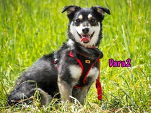 DARA2, Hund, Mischlingshund in Karnin - Bild 12