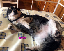 DARA2, Hund, Mischlingshund in Karnin - Bild 2