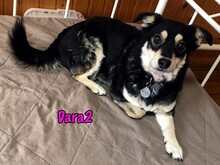 DARA2, Hund, Mischlingshund in Karnin - Bild 3