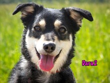 DARA2, Hund, Mischlingshund in Karnin - Bild 4