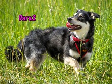 DARA2, Hund, Mischlingshund in Karnin - Bild 5