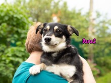 DARA2, Hund, Mischlingshund in Karnin - Bild 6