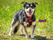 DARA2, Hund, Mischlingshund in Karnin - Bild 7