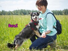 DARA2, Hund, Mischlingshund in Karnin - Bild 8