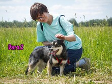 DARA2, Hund, Mischlingshund in Karnin - Bild 9