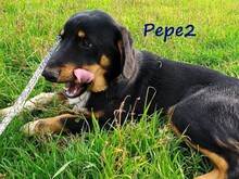 PEPE2, Hund, Mischlingshund in Griechenland - Bild 5