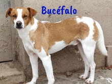 BUCEFALO, Hund, Bodeguero Andaluz-Mix in Spanien - Bild 1