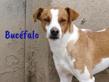 BUCEFALO, Hund, Bodeguero Andaluz-Mix in Spanien - Bild 2