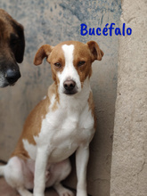 BUCEFALO, Hund, Bodeguero Andaluz-Mix in Spanien - Bild 3