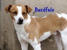 BUCEFALO, Hund, Bodeguero Andaluz-Mix in Spanien - Bild 4