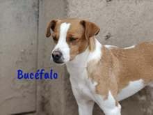 BUCEFALO, Hund, Bodeguero Andaluz-Mix in Spanien - Bild 5