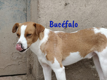 BUCEFALO, Hund, Bodeguero Andaluz-Mix in Spanien - Bild 6