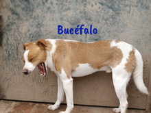 BUCEFALO, Hund, Bodeguero Andaluz-Mix in Spanien - Bild 7