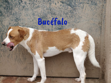 BUCEFALO, Hund, Bodeguero Andaluz-Mix in Spanien - Bild 8