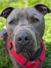 ICE, Hund, American Staffordshire Terrier-Mix in Hamburg - Bild 2