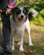 KVIRIN, Hund, Mischlingshund in Ungarn - Bild 2