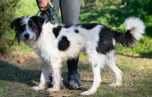 KVIRIN, Hund, Mischlingshund in Ungarn - Bild 3