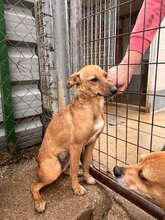 ELFIE, Hund, Podenco in Spanien - Bild 2