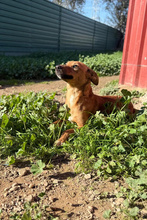 ELFIE, Hund, Podenco in Spanien - Bild 5