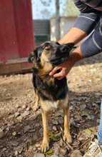 DULCE, Hund, Deutscher Schäferhund-Mix in Spanien - Bild 2