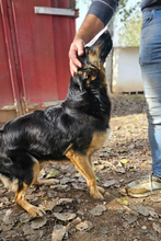 DULCE, Hund, Deutscher Schäferhund-Mix in Spanien - Bild 3