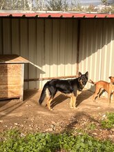 DULCE, Hund, Deutscher Schäferhund-Mix in Spanien - Bild 4