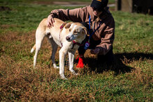 SMILEY, Hund, Mischlingshund in Bulgarien - Bild 2