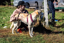 SMILEY, Hund, Mischlingshund in Bulgarien - Bild 3