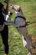 SMILEY, Hund, Mischlingshund in Bulgarien - Bild 5