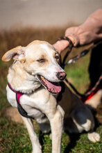 SMILEY, Hund, Mischlingshund in Bulgarien - Bild 7