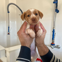 LUCY, Hund, Podenco-Mix in Spanien - Bild 4