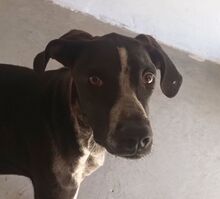 BRUNO, Hund, Pointer-Mix in Spanien - Bild 1