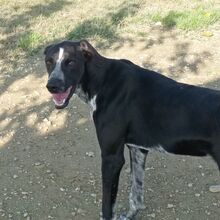 BRUNO, Hund, Pointer-Mix in Spanien - Bild 10