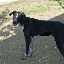 BRUNO, Hund, Pointer-Mix in Spanien - Bild 11