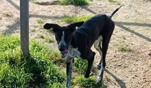 BRUNO, Hund, Pointer-Mix in Spanien - Bild 12