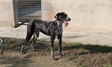 BRUNO, Hund, Pointer-Mix in Spanien - Bild 13