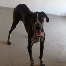 BRUNO, Hund, Pointer-Mix in Spanien - Bild 2