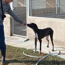 BRUNO, Hund, Pointer-Mix in Spanien - Bild 9