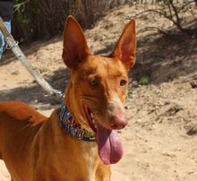 LAICA, Hund, Podenco in Spanien - Bild 1