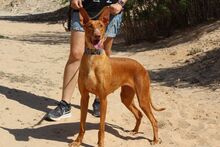 LAICA, Hund, Podenco in Spanien - Bild 2