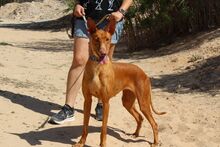 LAICA, Hund, Podenco in Spanien - Bild 3