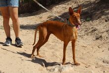 LAICA, Hund, Podenco in Spanien - Bild 4