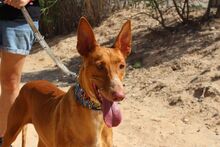 LAICA, Hund, Podenco in Spanien - Bild 5