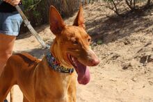 LAICA, Hund, Podenco in Spanien - Bild 6