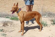 LAICA, Hund, Podenco in Spanien - Bild 7