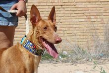 LAICA, Hund, Podenco in Spanien - Bild 8