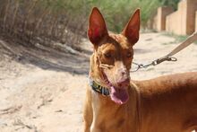 LAICA, Hund, Podenco in Spanien - Bild 9